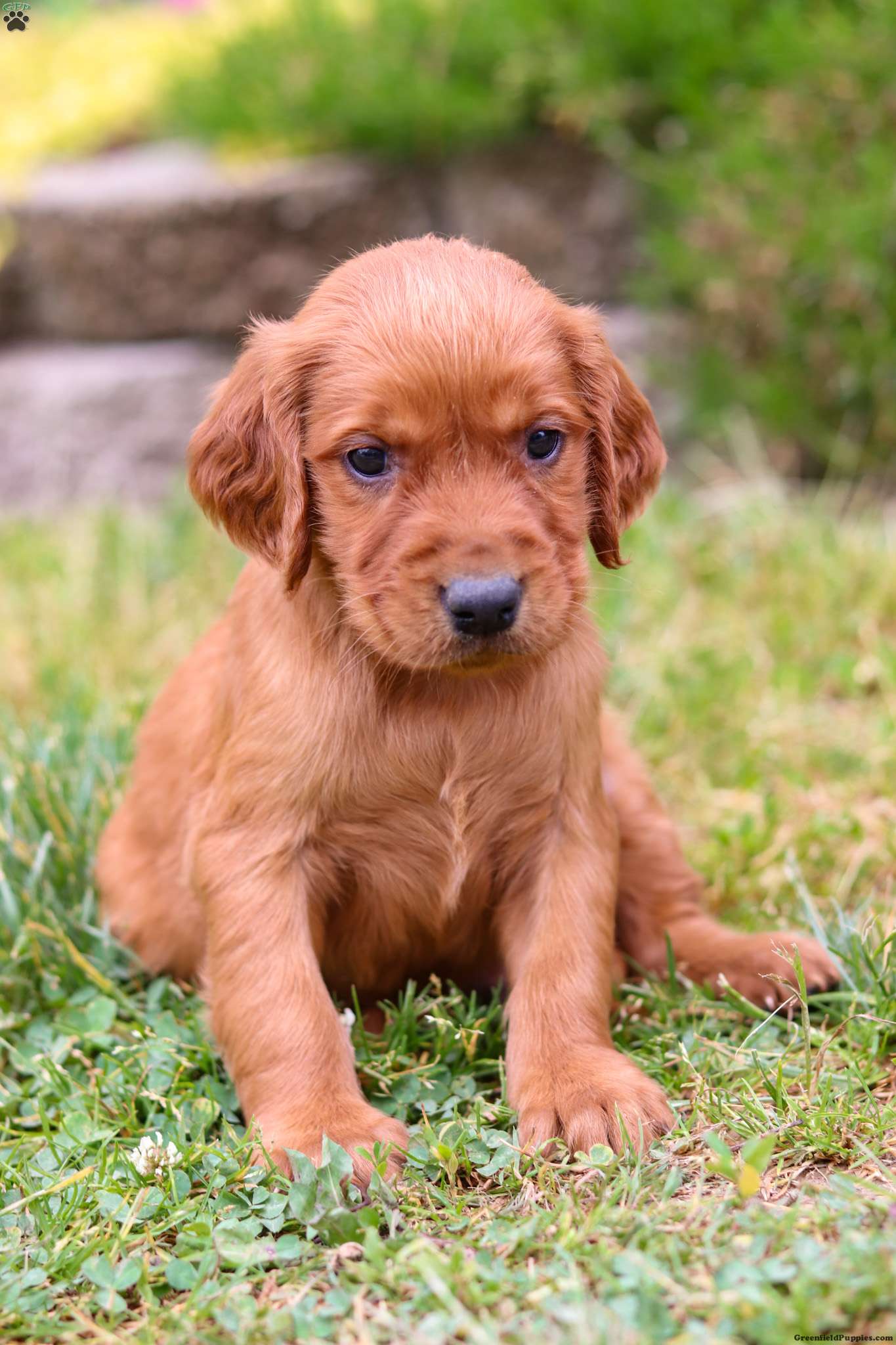 Waffles - Golden Irish Puppy For Sale in Ohio