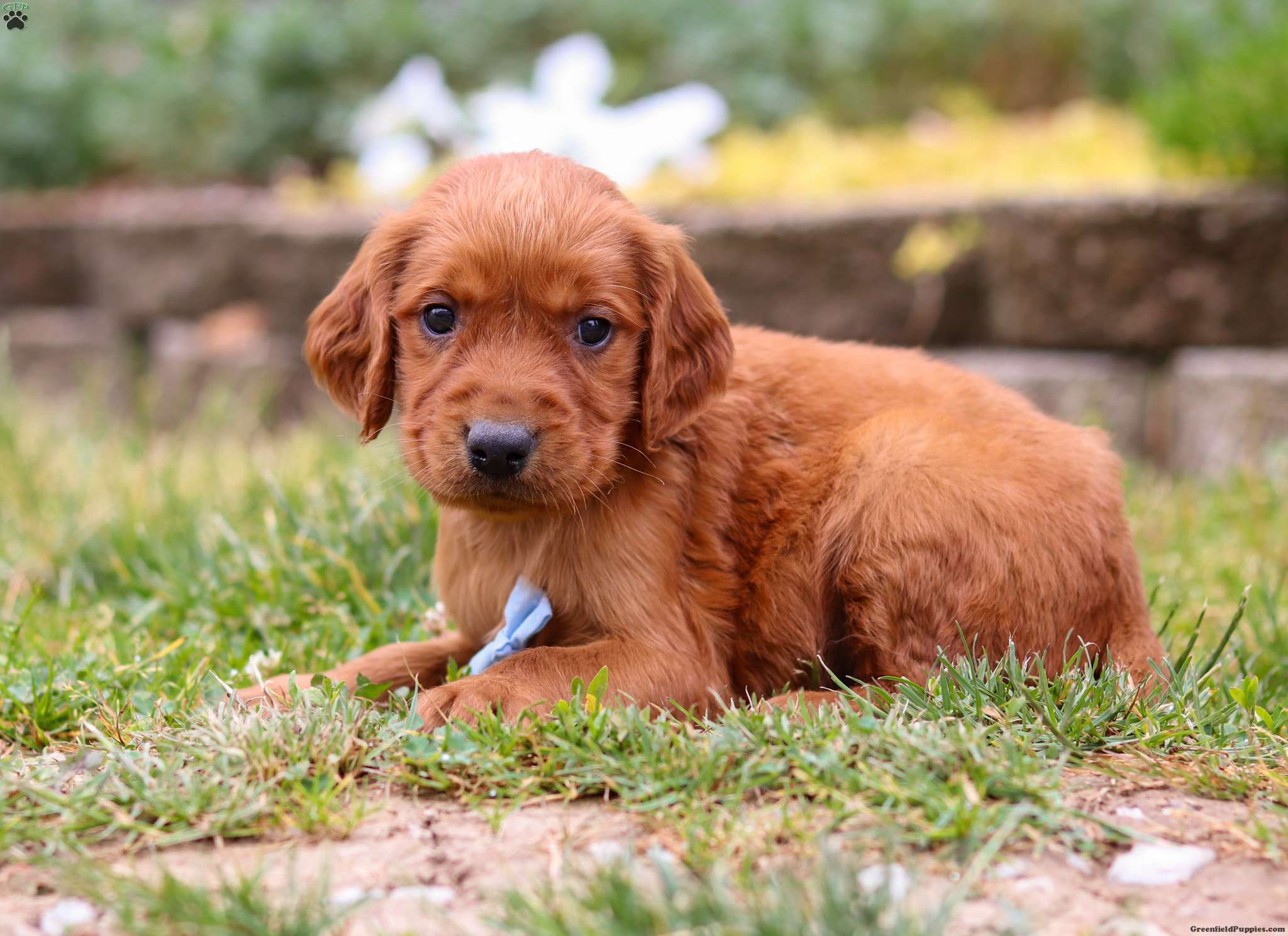 Waffles - Golden Irish Puppy For Sale in Ohio