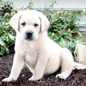 Yellow Labrador Retriever Puppies For Sale | Greenfield Puppies