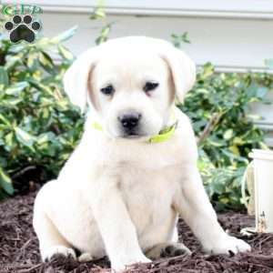 Yellow Labrador Retriever Puppies For Sale | Greenfield Puppies