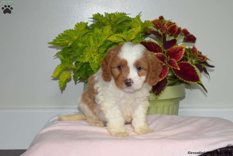 Wilbur - Cavalier King Charles Mix Puppy For Sale in Pennsylvania