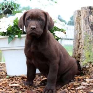 Chocolate Labrador Retriever Puppies For Sale - Greenfield Puppies