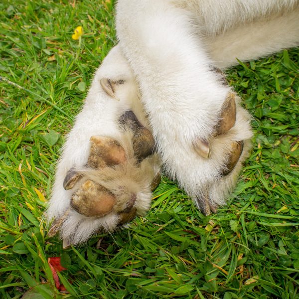 adult husky with dog paw hyperkeratosis