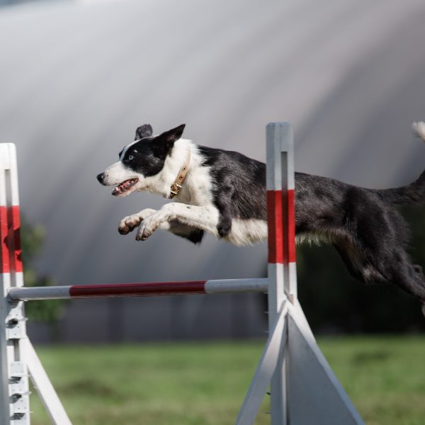 border collie leaping over an agility jump