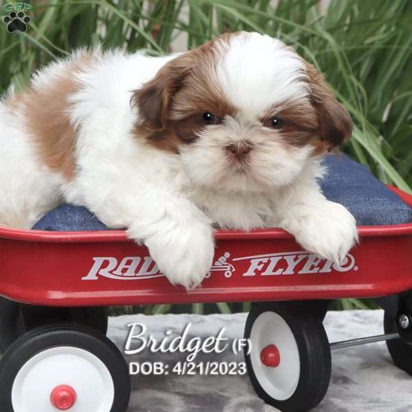 Bridget, Shih Tzu Puppy