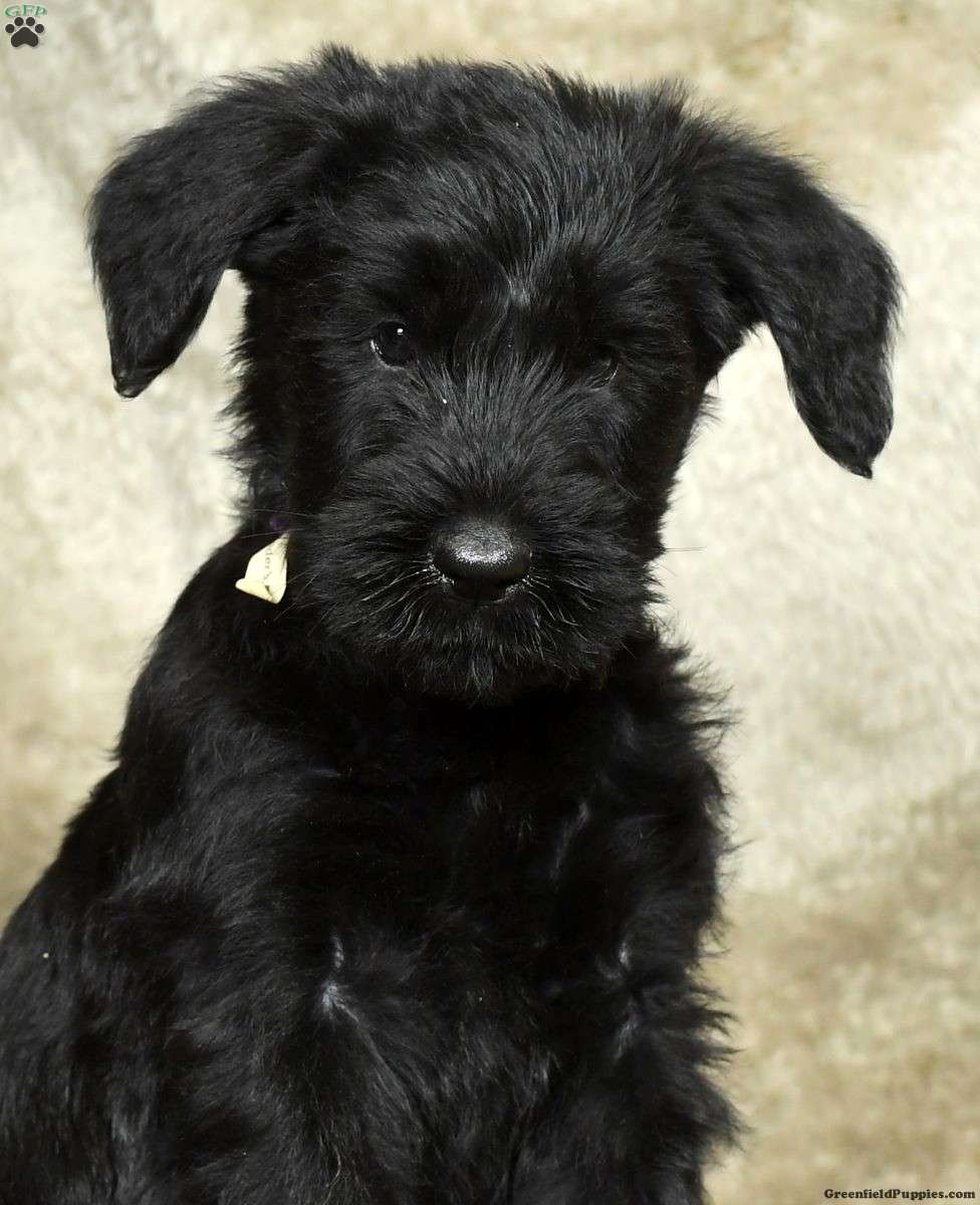 Dixie Giant Schnauzer Puppy For Sale in Ohio