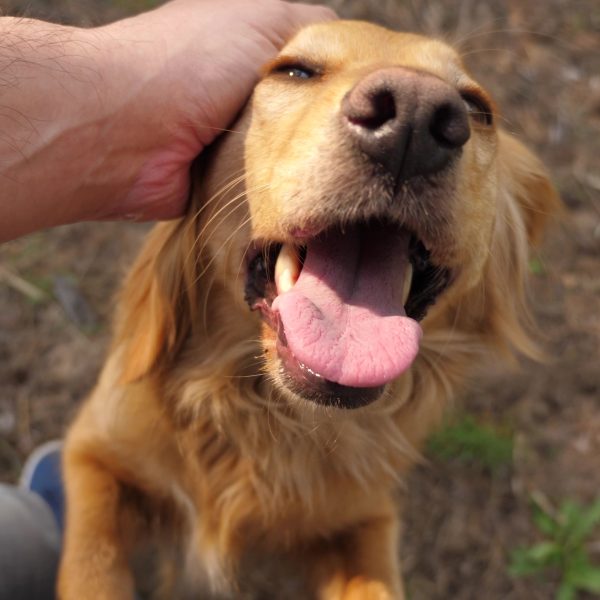 happy golden retriever receiving pets