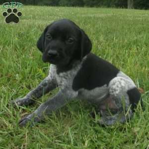 German Shorthaired Pointer Puppies For Sale - Greenfield Puppies