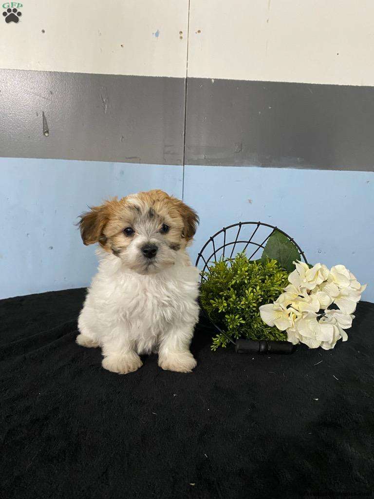 Lilly - Yorkie-chon Puppy For Sale In Ohio