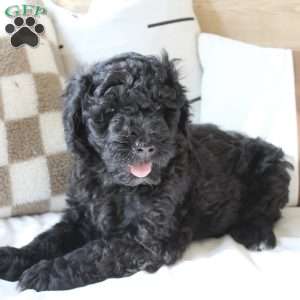 Portuguese Water Dog Puppies for Sale | Greenfield Puppies