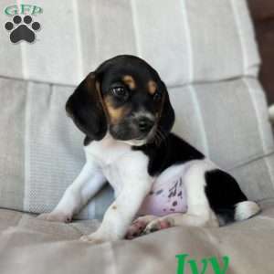 Beagle Puppies For Sale | Greenfield Puppies