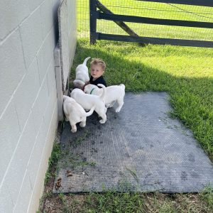 Allen Stoltzfus,  Breeder