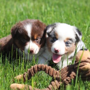 Wes & Karen Miller, View Puppies Breeder