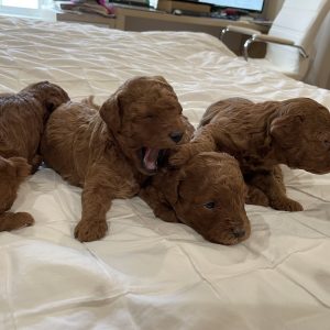 Maggie Chang,  Breeder