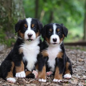 Aaron & Joanna Troyer,  Breeder