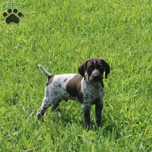 German Shorthaired Pointer Puppies For Sale - Greenfield Puppies