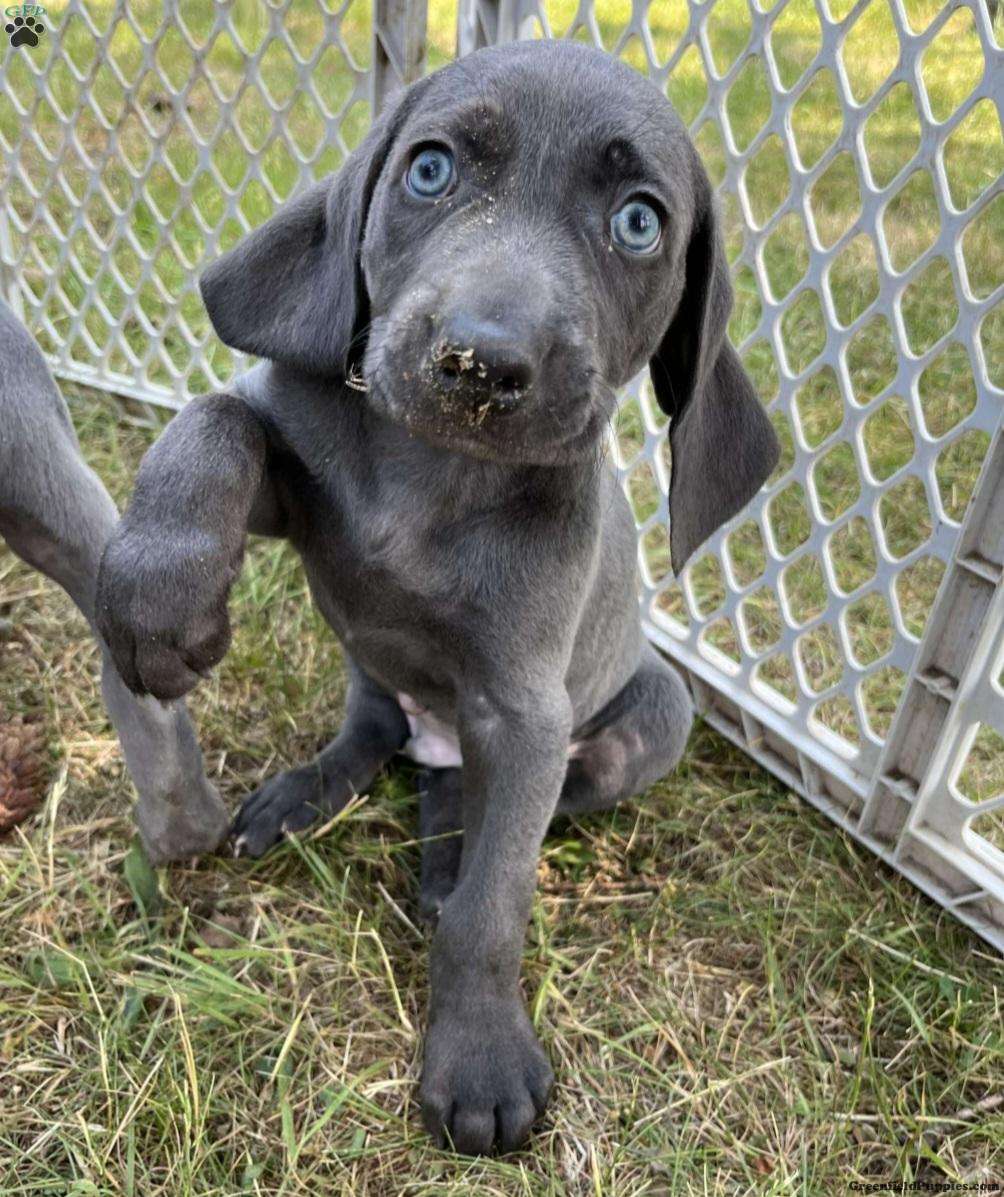 Henry Weimaraner Puppy For Sale in Pennsylvania