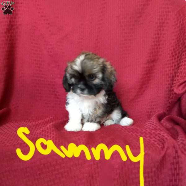 Sammy, Cava-Tzu Puppy