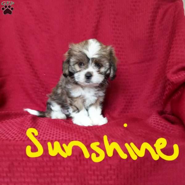 Sunshine, Cava-Tzu Puppy