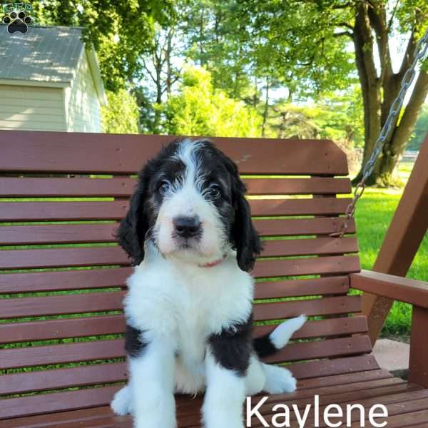 Kaylene, Saint Berdoodle Puppy