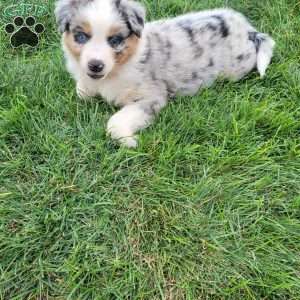 Australian Shepherd Puppies For Sale - Greenfield Puppies