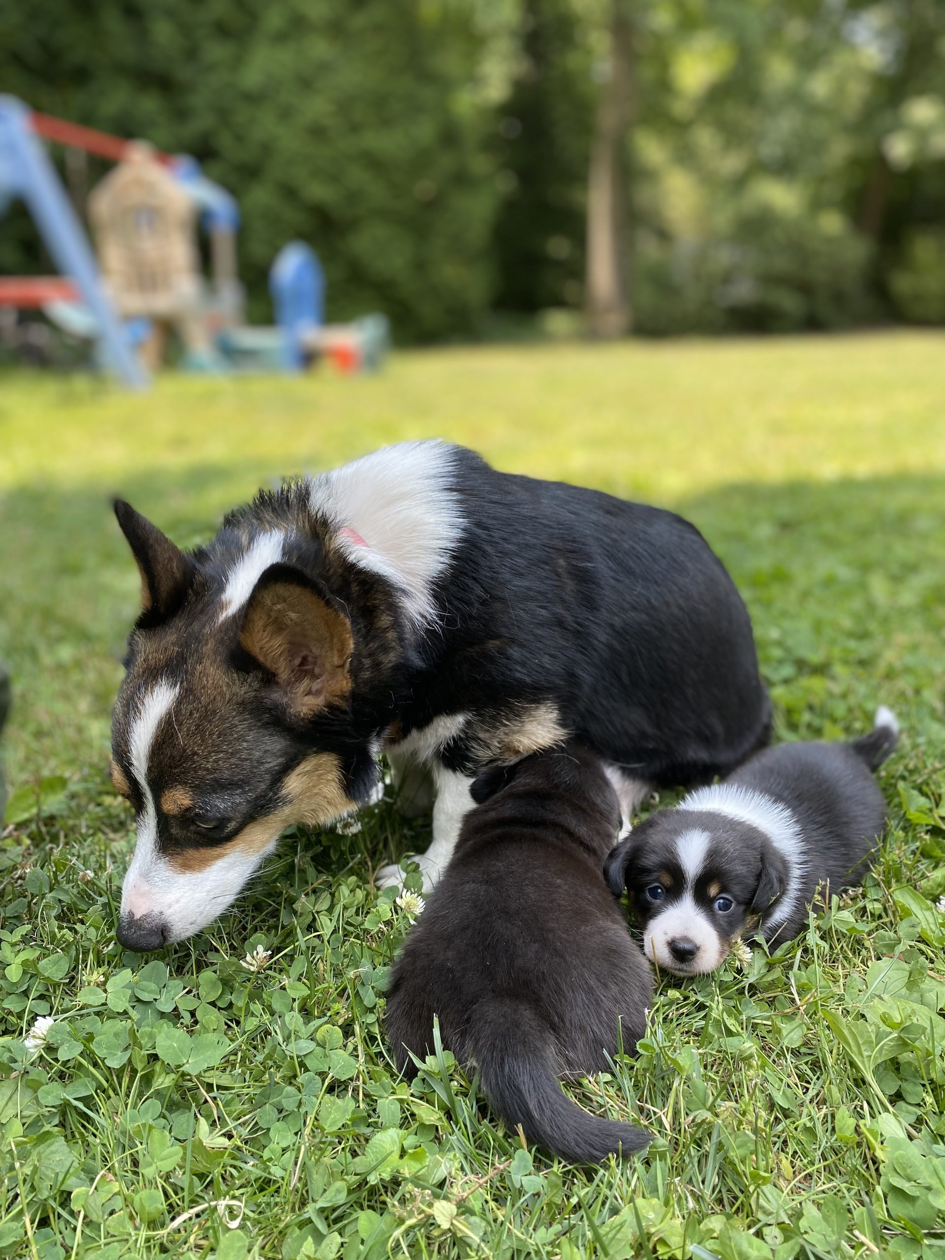Elizabeth Puppy For Sale in Pennsylvania