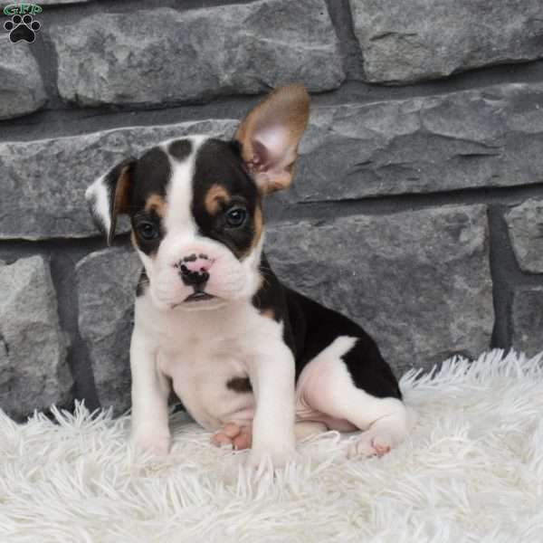 Andre, French Bulldog Mix Puppy