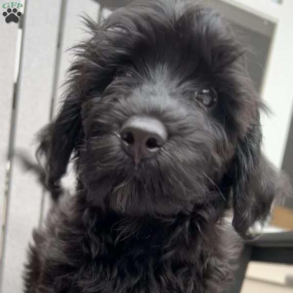 Cappi, Lhasa-Poo Puppy