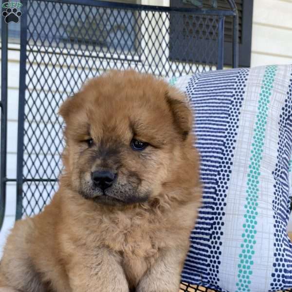 Latte, Chow Chow Puppy