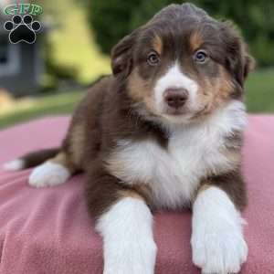 Australian Shepherd Puppies For Sale - Greenfield Puppies