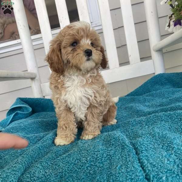 Prince Charming, Cavalier King Charles Mix Puppy