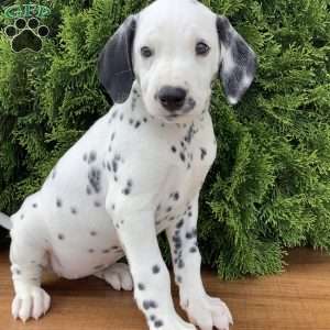 Dalmatian Puppies For Sale - Greenfield Puppies