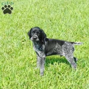 German Shorthaired Pointer Puppies For Sale - Greenfield Puppies