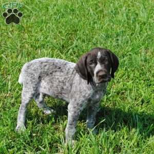 German Shorthaired Pointer Puppies For Sale - Greenfield Puppies