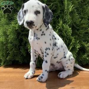 Dalmatian Puppies For Sale - Greenfield Puppies