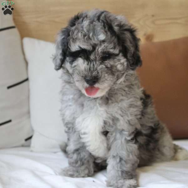 Molly, Portuguese Water Dog Mix Puppy