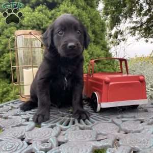 Labrador Mix Puppies For Sale | Greenfield Puppies