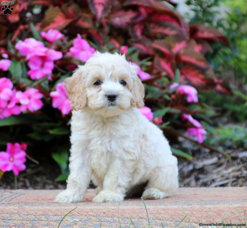 Amber cockapoo best sale