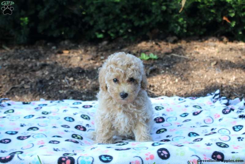 Amelia Miniature Poodle Puppy For Sale in Pennsylvania