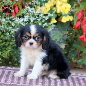 Andre, Cavalier King Charles Spaniel Puppy