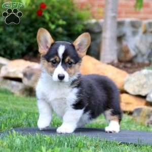 Pembroke Welsh Corgi Puppies for Sale - Greenfield Puppies