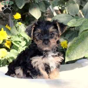 Yorkshire Terrier Puppies for Sale - Greenfield Puppies