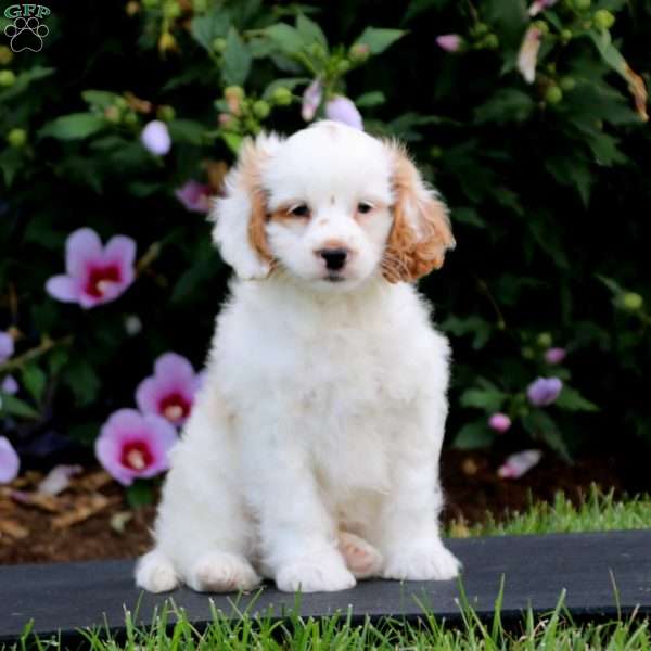 Austin, Forever Puppy