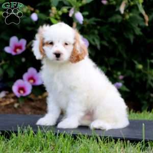 Austin, Forever Puppy