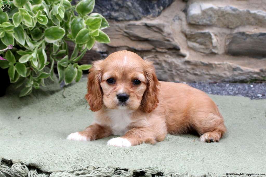 Ava Cockalier Puppy For Sale in Pennsylvania