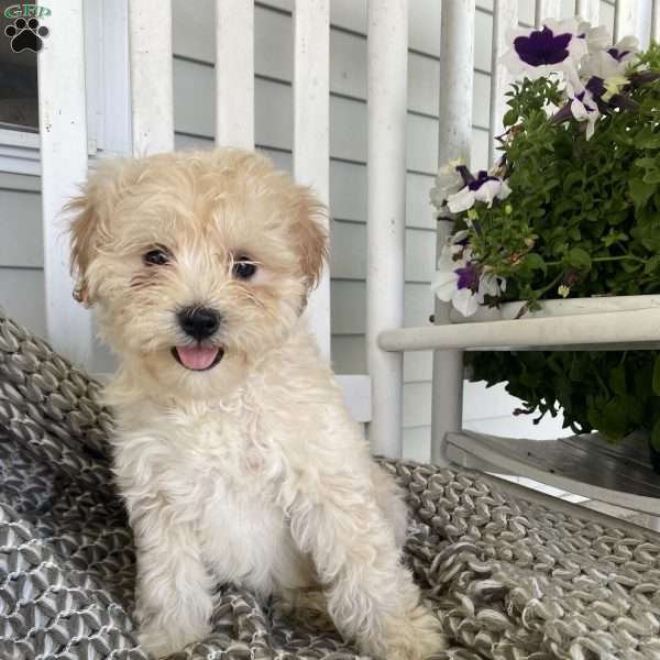 Lacey fringe, Cavalier King Charles Mix Puppy