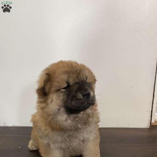 Coffee, Chow Chow Puppy