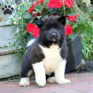 Akita Puppies for Sale - Greenfield Puppies