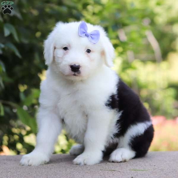 Belle, Old English Sheepdog Puppy