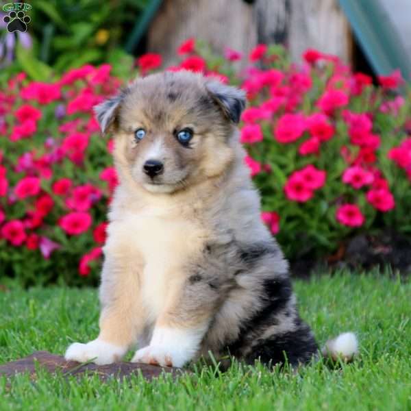 Benji - Miniature Australian Shepherd Mix Puppy For Sale in Pennsylvania